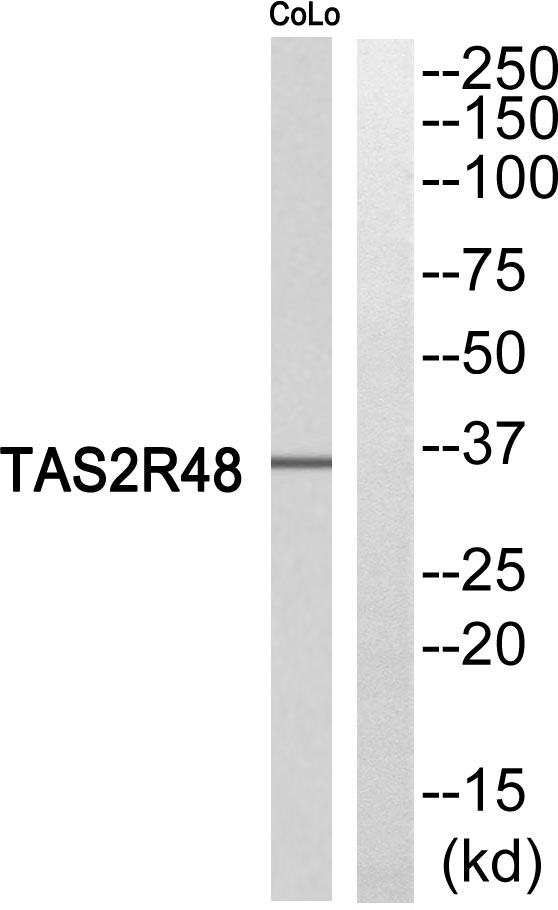 a15183 tas2r19 primary antibodies wb testing 1