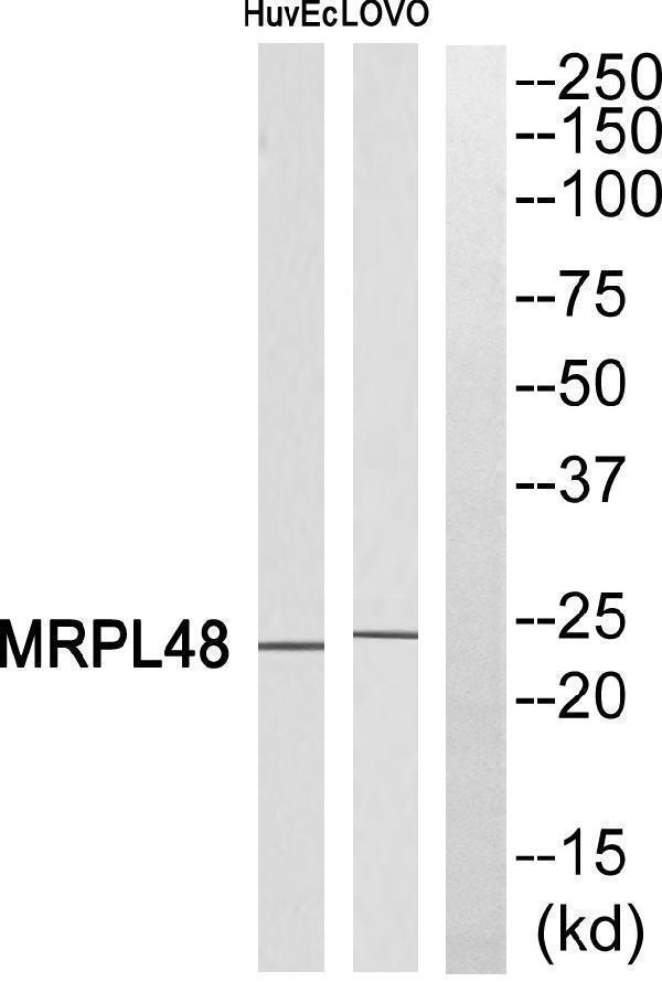 Western blot analysis of MRPL48 Antibody