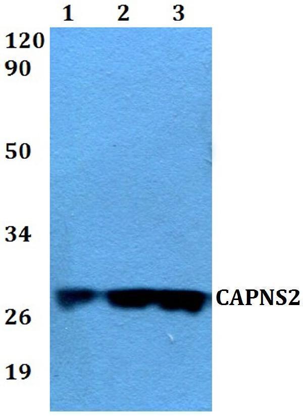 a15186 capns2 primary antiboties wb testing 1