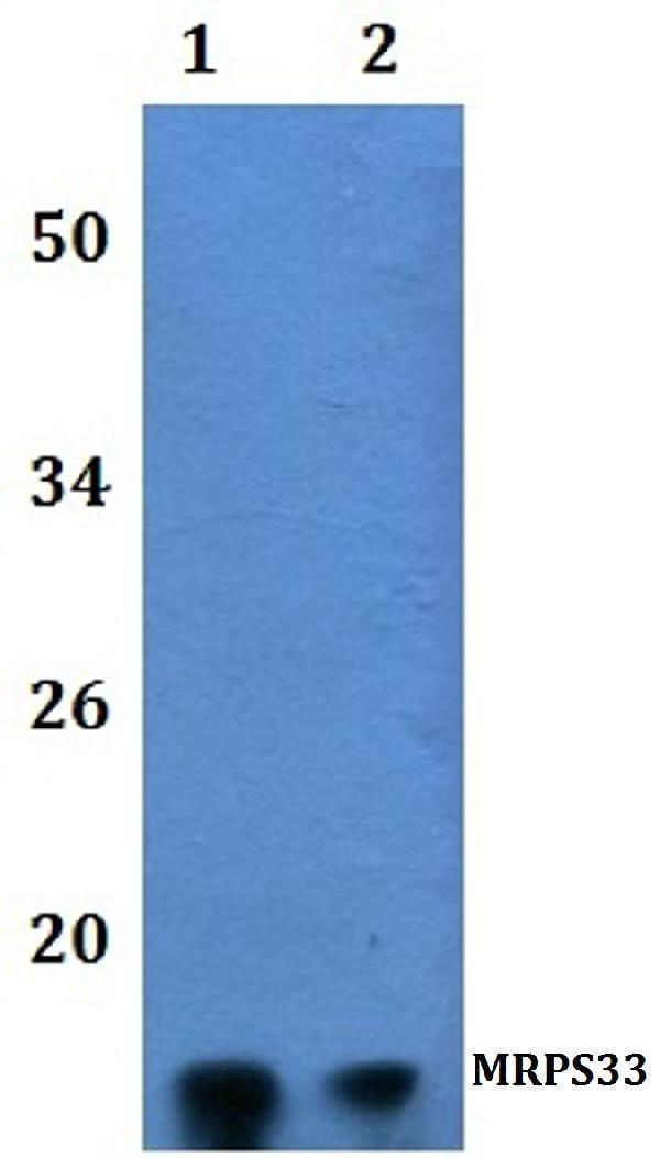 a15211 1 mrps33 primary antiboties wb testing 1