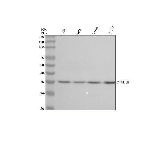  Western blot analysis of OTUD6B using anti-OTUD6B antibody (A15219)