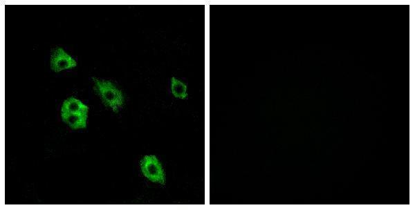 Immunofluorescence analysis of A549 cells, using GPR27 Antibody