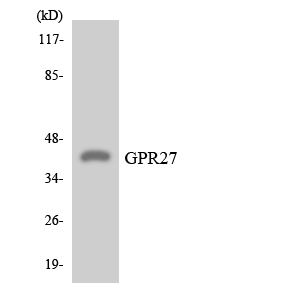 Western blot analysis of the lysates from HeLa cells using GPR27 antibody