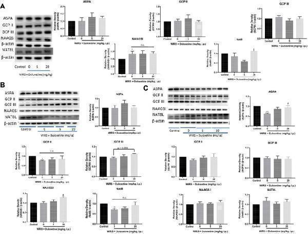 Effect of pretreatment with duloxetine on NAA-related enzyme expression in CeA in rats exposed to 6 h/3 h/0