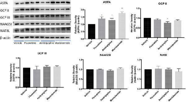 Effects of other three kinds of monoamine-based antidepressants on NAA- related enzyme expression in CeA in rats exposed to 0