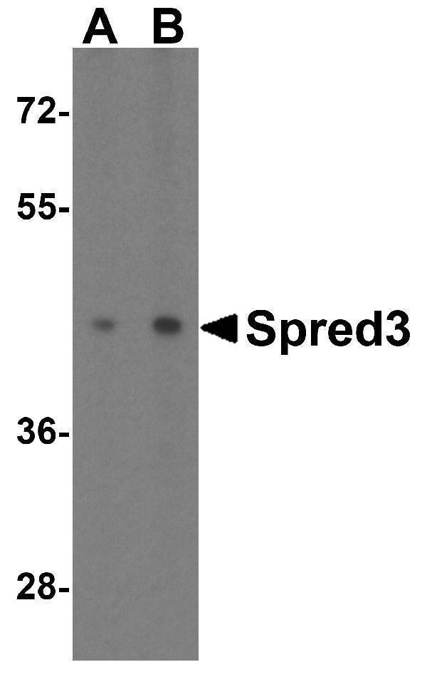 Western blot analysis of Spred3 in mouse brain tissue lysate with Spred3 antibody at (A) 2 and (B) 4 μg/mL