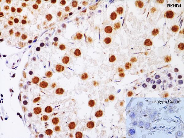 a15239 mex3a primary antibodies ihc testing 4