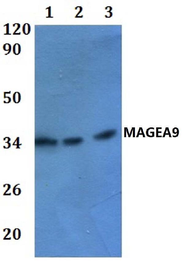 a15242 magea9 primary antiboties wb testing 1