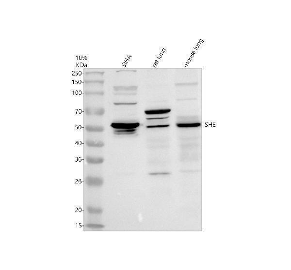Western blot analysis of SHE using anti-SHE antibody (A15256-1)