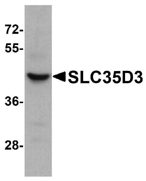 a15258 slc35d3 primary antibodies wb testing 1