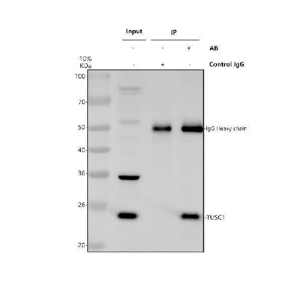 a15296 1 tusc1 primary antibodies ip testing 1