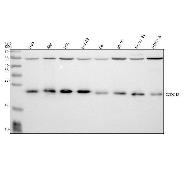 a15301 2 ccdc12 primary antibodies wb testing 1