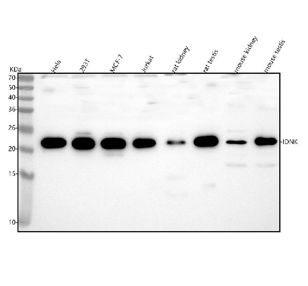 Figure 1. Western blot analysis of IDNK using anti-IDNK antibody (A15308-2). Electrophoresis was performed on a 5-20% SDS-PAGE gel at 70V (Stacking gel) / 90V (Resolving gel) for 2-3 hours. The sample well of each lane was loaded with 30 ug of sample under reducing conditions. Lane 1: human Hela whole cell lysates, Lane 2: human 293T whole cell lysates, Lane 3: human MCF-7 whole cell lysates, Lane 4: human Jurkat whole cell lysates, Lane 5: rat kisney tissue lysates, Lane 6: rat testis tissue lysates, Lane 7: mouse kidney tissue lysates, Lane 8: mouse testis tissue lysates. After electrophoresis, proteins were transferred to a nitrocellulose membrane at 150 mA for 50-90 minutes. Blocked the membrane with 5% non-fat milk/TBS for 1.5 hour at RT. The membrane was incubated with rabbit anti-IDNK antigen affinity purified polyclonal antibody (Catalog # A15308-2) at 0.25 microg/mL overnight at 4°C, then washed with TBS-0.1%Tween 3 times with 5 minutes each and probed with a goat anti-rabbit IgG-HRP secondary antibody at a dilution of 1:5000 for 1.5 hour at RT. The signal is developed using an Enhanced Chemiluminescent detection (ECL) kit (Catalog # EK1002) with Tanon 5200 system. A specific band was detected for IDNK at approximately 21 kDa. The expected band size for IDNK is at 21 kDa.
