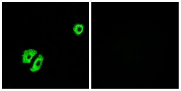 a15315 or2a25 primary antibodies if testing 1
