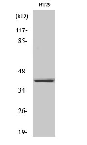 a15315 or2a25 primary antibodies wb testing 2