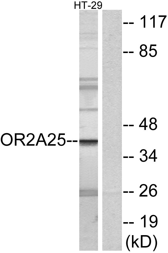 a15315 or2a25 primary antibodies wb testing 3
