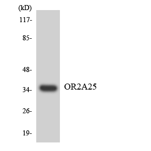 a15315 or2a25 primary antibodies wb testing 4