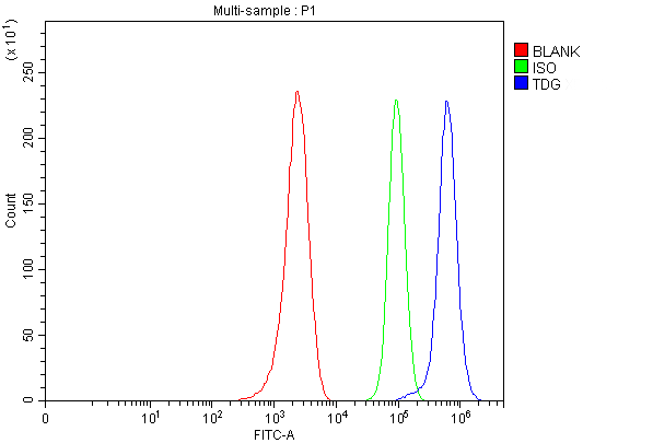 Flow Cytometry analysis of MCF-7 cells using anti-TDG antibody (A15317-1)