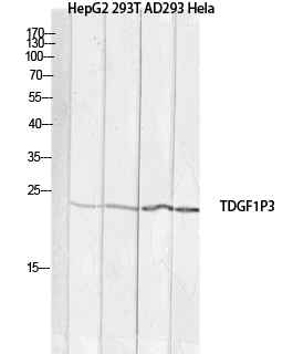 a15317 tdgf1p3 primary antibodies wb testing 1