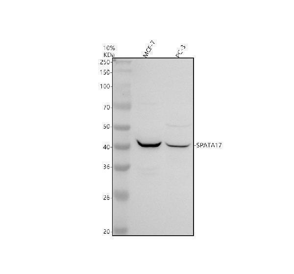 a15320 1 spata17 primary antibodies wb testing 1