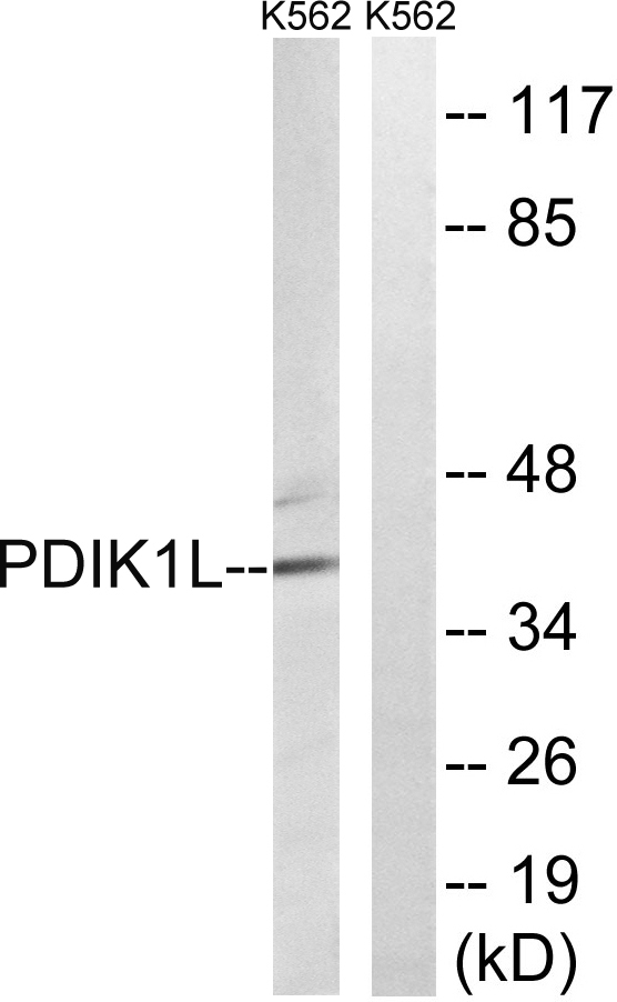 Western blot analysis of lysates from K562 cells, using PDIK1L Antibody