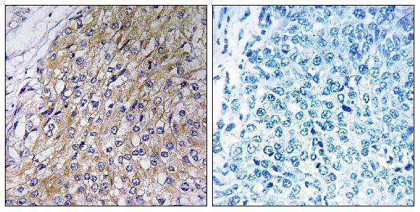 a15330 golt1a primary antibodies ihc testing 1