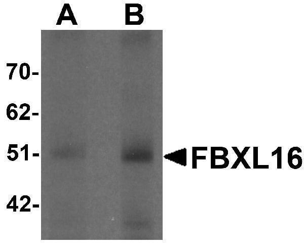 a15331 fbxl16 primary antibodies wb testing 1