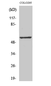 a15335 gpr176 primary antibodies wb testing 2