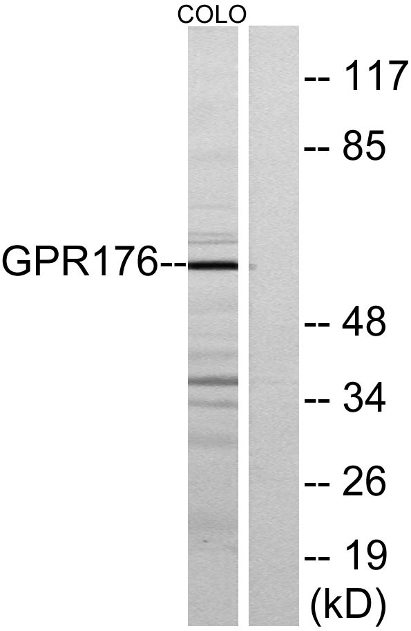 a15335 gpr176 primary antibodies wb testing 3