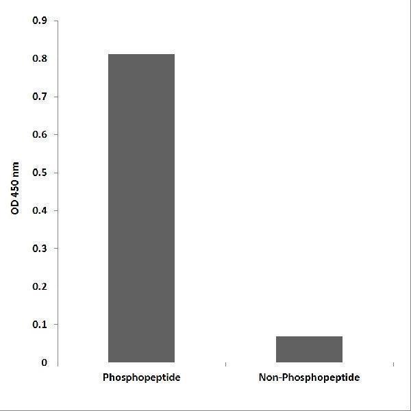 Enzyme-Linked Immunosorbent Assay (Phospho-ELISA) for Immunogen Phosphopeptide (Phospho-left) and Non-Phosphopeptide (Phospho-right), using ZFP598 (Phospho-Tyr306) Antibody