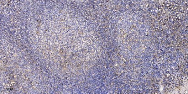 Immunohistochemical analysis of paraffin-embedded human tonsil