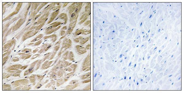a15344s24 mrps24 primary antibodies ihc testing 1