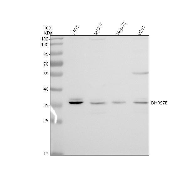 a15346 1 dhrs7b primary antibodies wb testing 1