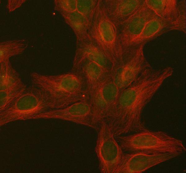 a15347 1 pithd primary antibodies if testing 14