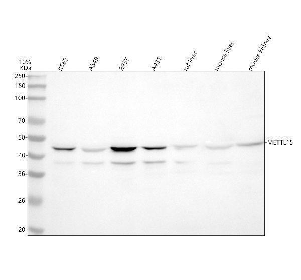 a15360 1 mettl15 primary antibodies wb testing 1