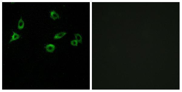 Immunofluorescence analysis of MCF7 cells, using OR10S1 Antibody