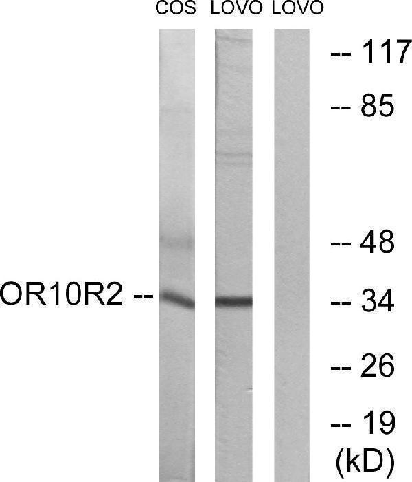 Western blot analysis of lysates from COS7 and LOVO cells, using OR10S1 Antibody