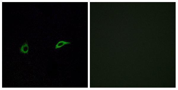 Immunofluorescence analysis of A549 cells, using OR2C1 Antibody