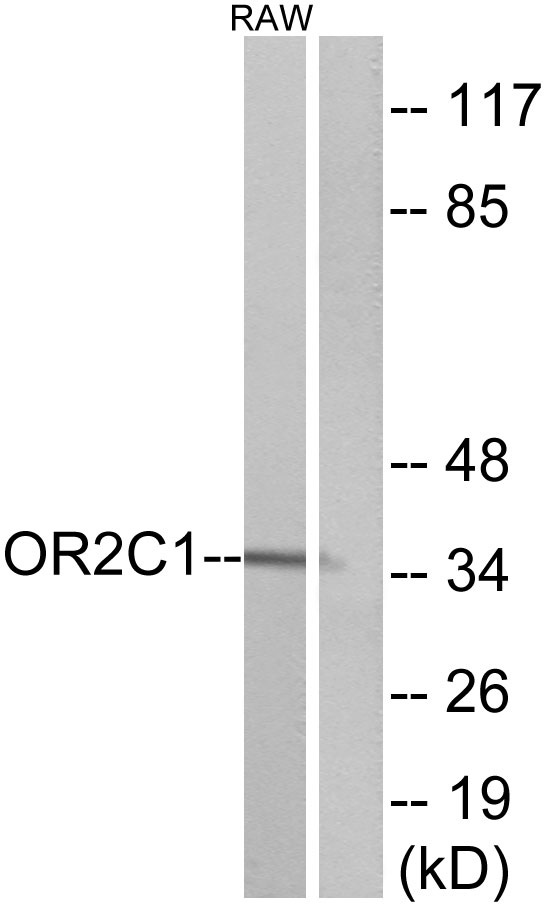 Western blot analysis of lysates from RAW264