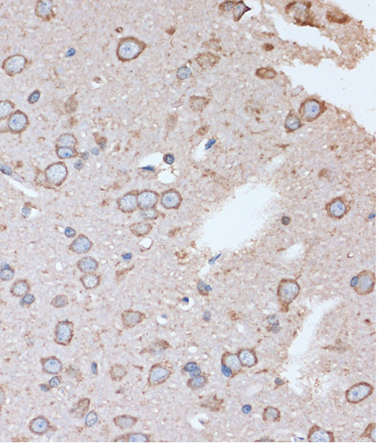 Immunohistochemistry of paraffin-embedded Rat brain using OR2S2 Rabbit pAb  at dilution of 1:100 