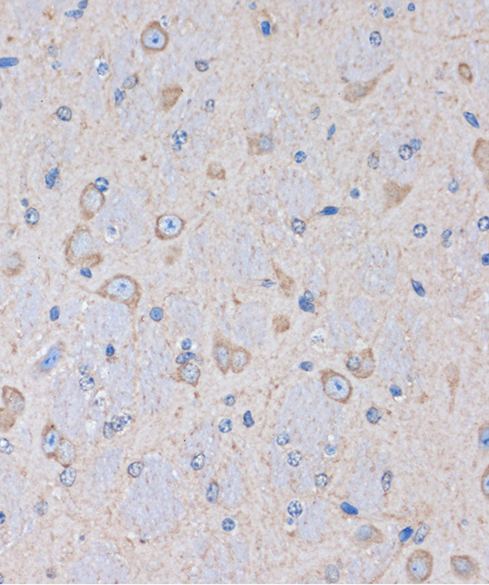 Immunohistochemistry of paraffin-embedded Mouse brain using OR2S2 Rabbit pAb  at dilution of 1:100 