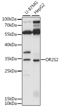 Western blot analysis of extracts of various cell lines, using OR2S2 antibody  at 1:1000 dilution