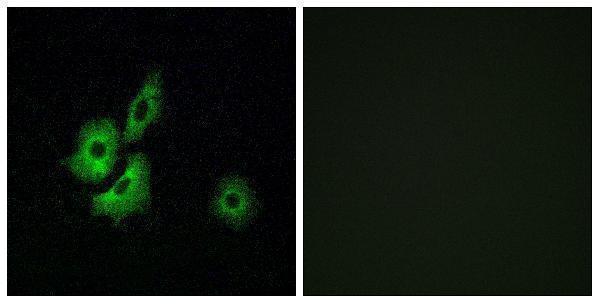 a15371 or4d1 primary antibodies if testing 1