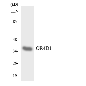 Western blot analysis of the lysates from HepG2 cells using OR4D1 antibody