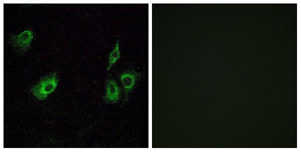 a15372 or4k3 primary antibodies if testing 1