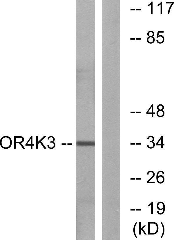 a15372 or4k3 primary antibodies wb testing 2