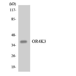 a15372 or4k3 primary antibodies wb testing 3