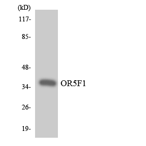 a15375 or5f1 primary antibodies wb testing 1