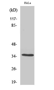 a15375 or5f1 primary antibodies wb testing 2