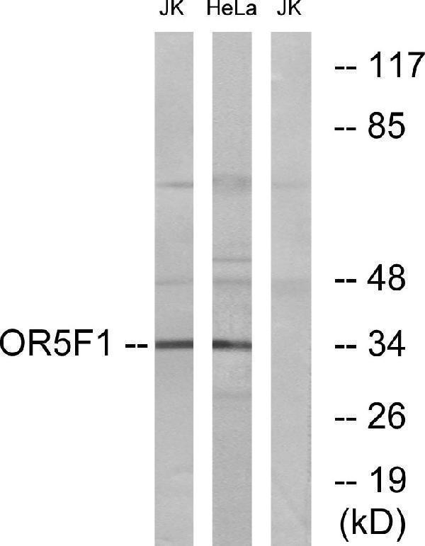 a15375 or5f1 primary antibodies wb testing 3